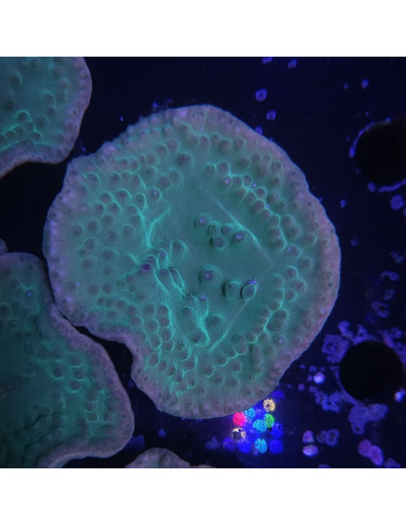 copia de Turbinaria reniformis violet polypes vert 37