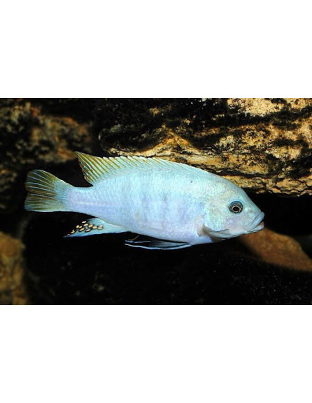 PSEUDOTROPHEUS ZEBRA RED