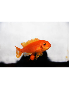 PSEUDOTROPHEUS ZEBRA RED 2