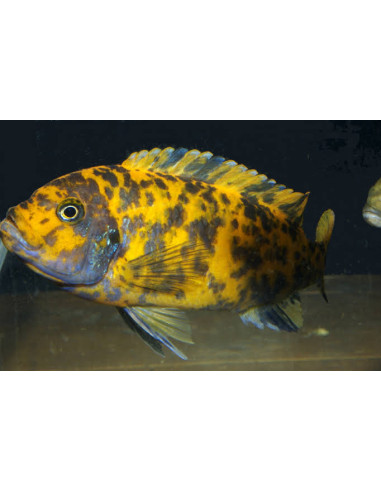 PSEUDOTROPHEUS ZEBRA RED | Récif Alpes