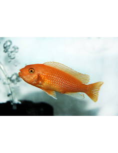 PSEUDOTROPHEUS ZEBRA RED