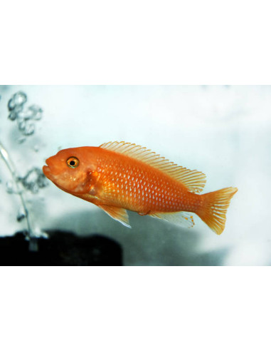 PSEUDOTROPHEUS ZEBRA RED