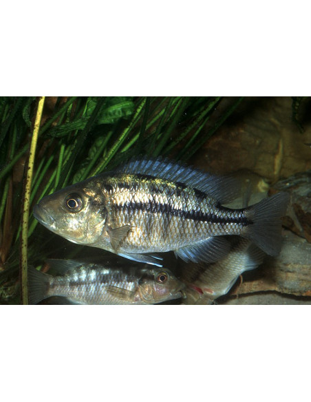 copia de PROTOMELAS TAENIOLATUS RED EMPRESS