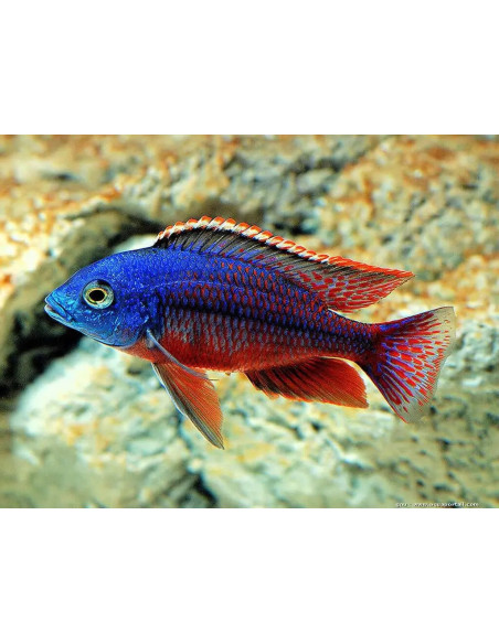 copia de PROTOMELAS TAENIOLATUS RED EMPRESS