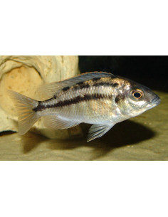 copia de copia de PROTOMELAS TAENIOLATUS RED EMPRESS