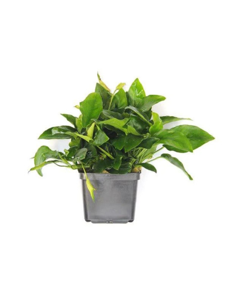 Anubias nana