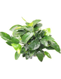 Anubias nana 2