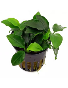 copy of Anubias nana