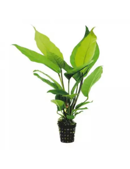 copy of copy of Anubias nana