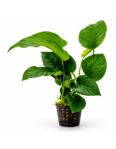copy of copy of copy of Anubias nana