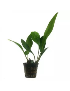 copy of copy of copy of copy of Anubias nana