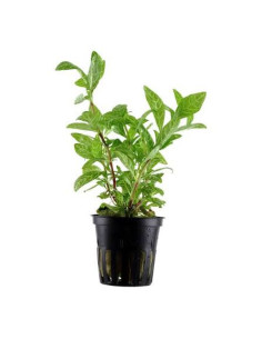 Hygrophila rosanervig
