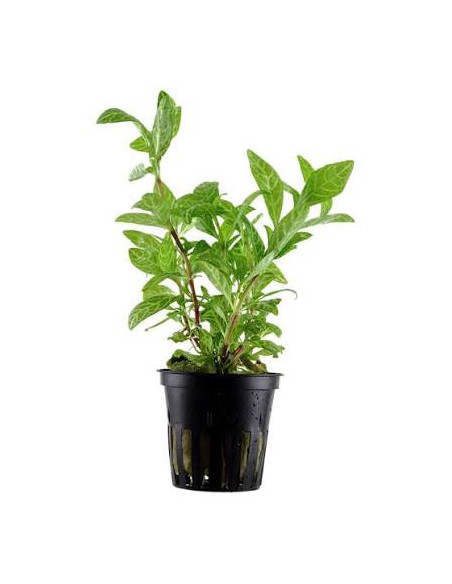 Hygrophila rosanervig