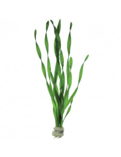 Vallisneria giganthea