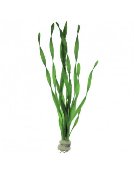 Vallisneria giganthea
