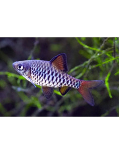 PUNTIUS CONCHONIUS | Récif Alpes