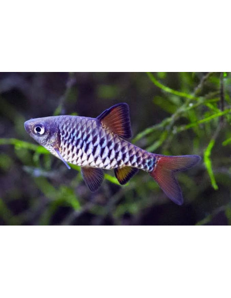 PUNTIUS CONCHONIUS | Récif Alpes