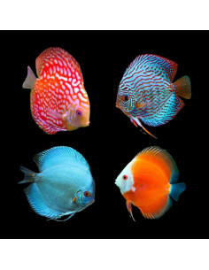 SYMPHYSODON DISCUS