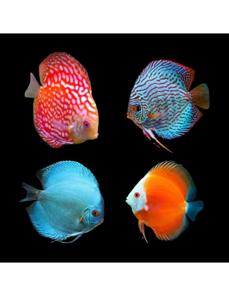 SYMPHYSODON DISCUS
