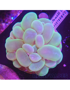 Plerogyra  sinuosa