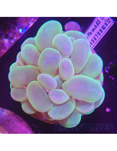 Plerogyra  sinuosa