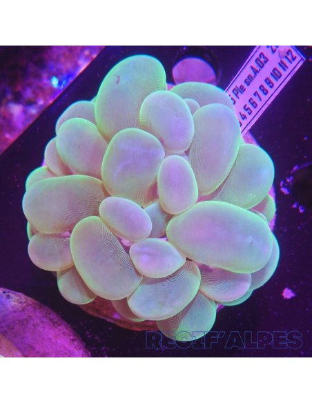 Plerogyra  sinuosa