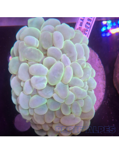 Plerogyra  sinuosa