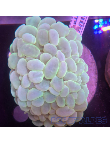 Plerogyra  sinuosa