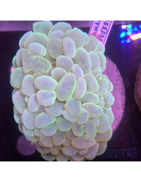 Plerogyra  sinuosa