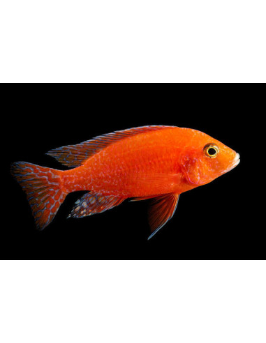 Aulonocara nyassae peacock  (red)
