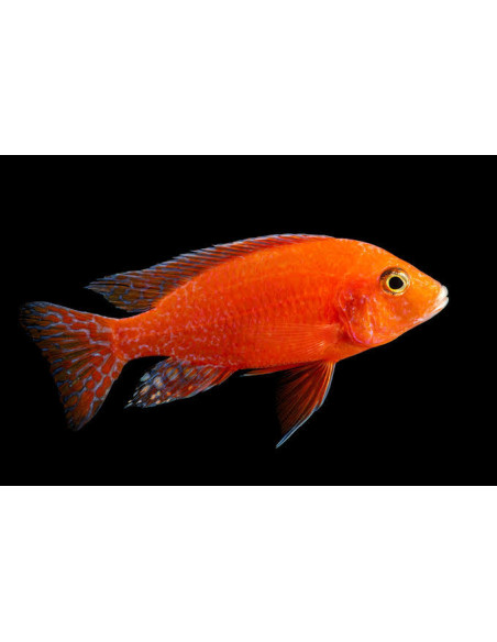 Aulonocara nyassae peacock  (red)