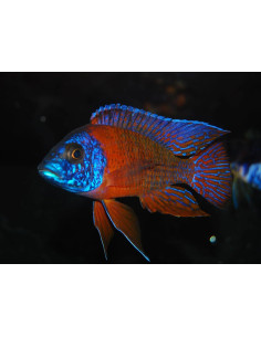 Aulonocara hansbaenschi red-sided peacock