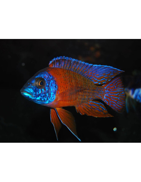 Aulonocara hansbaenschi red-sided peacock