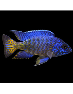 Aulonocara nyassae peacock (blue)