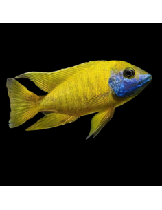 Aulonocara nyassae peacock  (yellow)