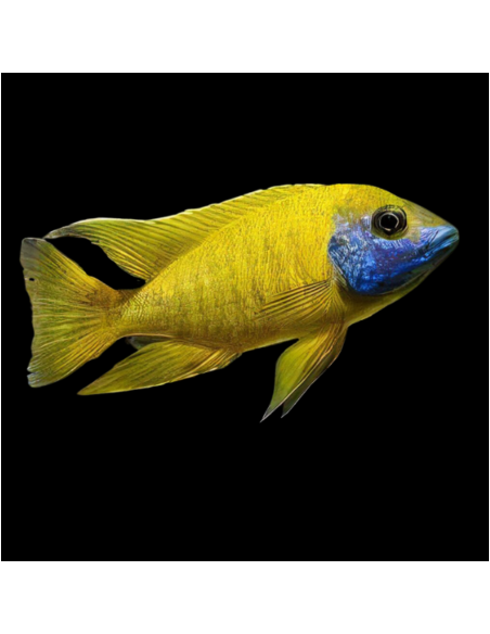 Aulonocara nyassae peacock  (yellow)