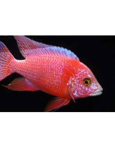 Aulonocara stuartgranti pink peacock