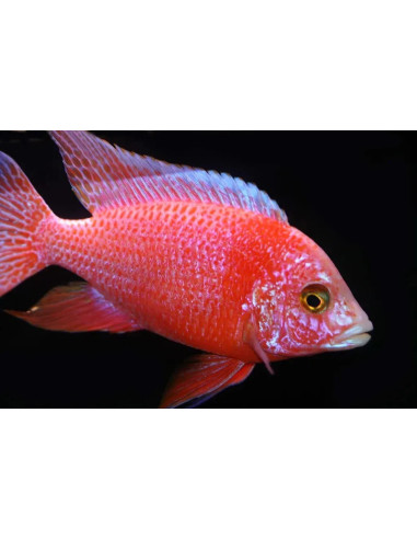 Aulonocara stuartgranti pink peacock