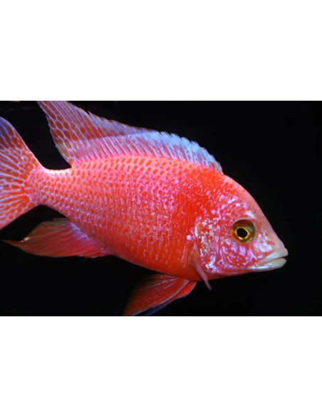 Aulonocara stuartgranti pink peacock