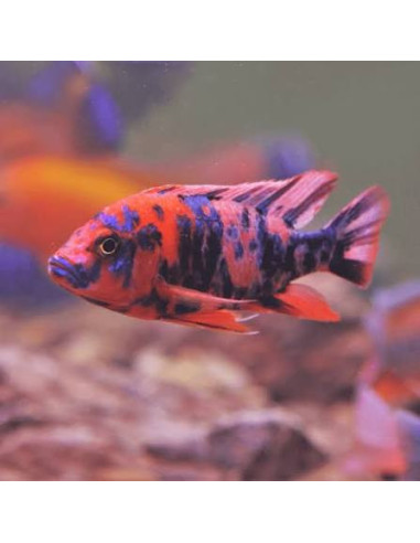Aulonocara orangeblotch ob peacock ( mixe)