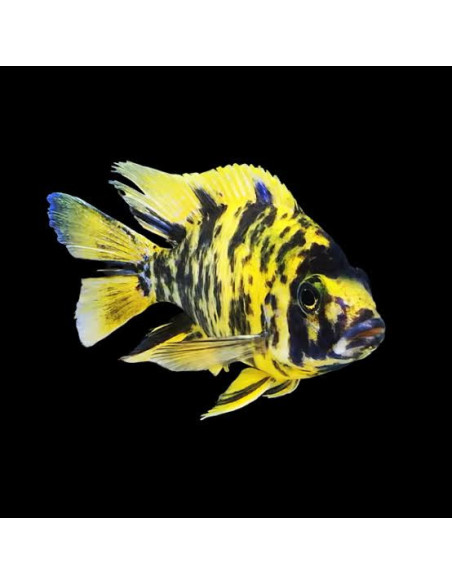 Aulonocara orangeblotch ob peacock ( mixe)
