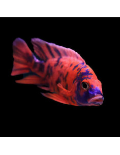 Aulonocara orangeblotch ob peacock ( mixe)