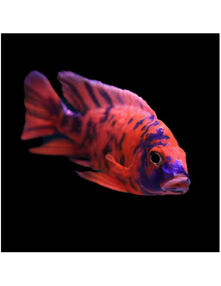Aulonocara orangeblotch ob peacock ( mixe)