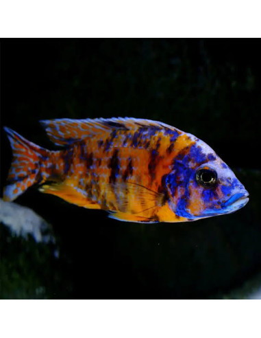 Aulonocara orangeblotch ob peacock ( mixe)