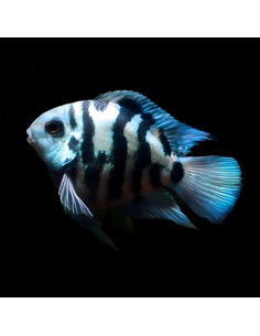 Cichlasoma hybrid blue tiger parrot