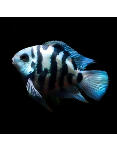 Cichlasoma hybrid blue tiger parrot