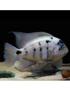 Maskaheros argenteus (ex Vieja argentea)