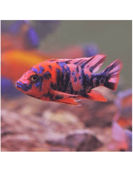 Aulonocara orangeblotch ob peacock ( mixe)