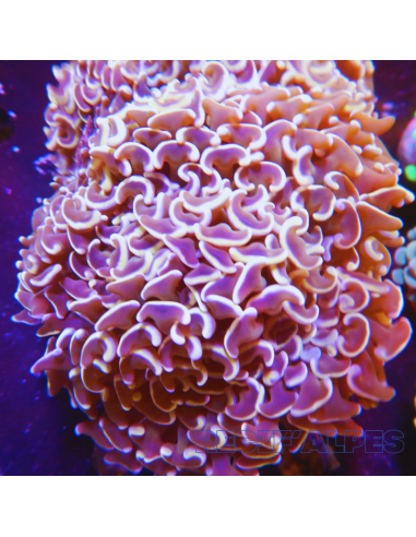 Euphyllia ancora Gold Stem XL