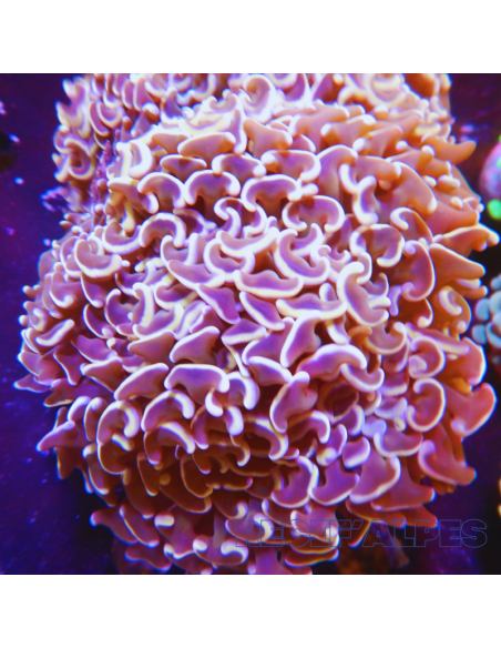 Euphyllia ancora Gold Stem XL